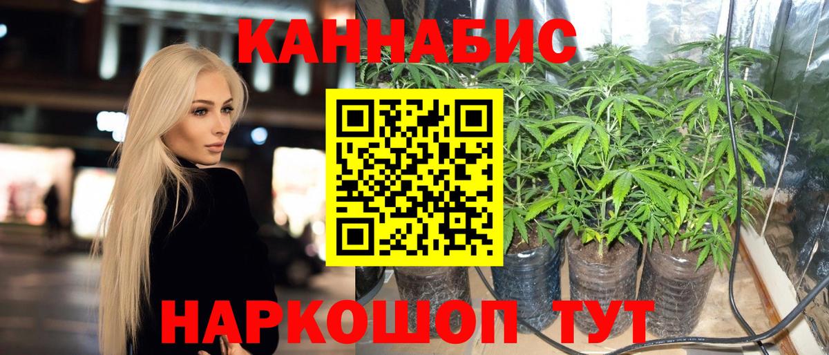 Канабис планчик Майский